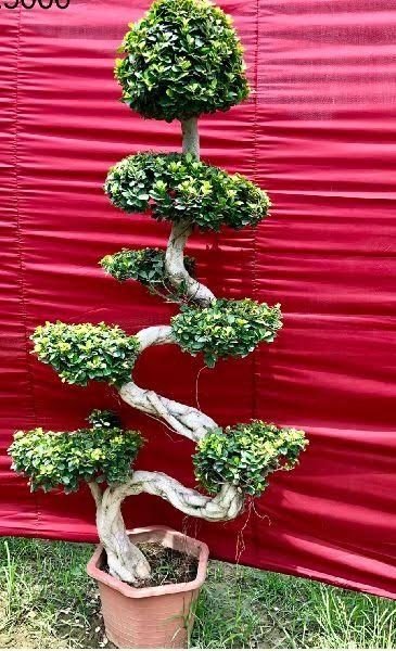 Landscape Trees
